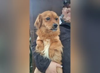 Grisu, lieb und mit individuellem Charme