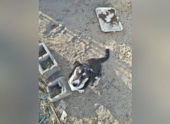 Agador, lieb und freundlich