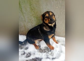 Maja, verspielt und etwas schüchtern