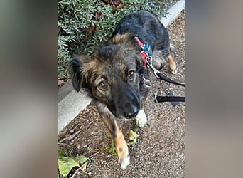 Josie, auf einer Pflegestelle
