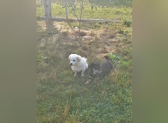 Mogli, Unikat auf vier Pfoten