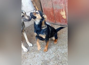 Maja, verspielt und etwas schüchtern