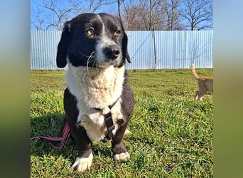 Daizy, eine freundliche kleine Lady