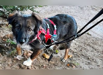 Josie, auf einer Pflegestelle
