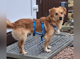 Bruno, auf einer Pflegestelle