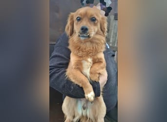 Grisu, lieb und mit individuellem Charme