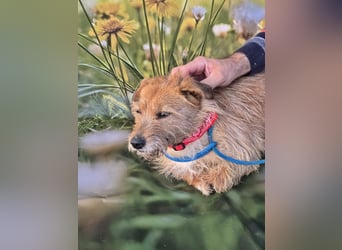 Cindy, gutmütige kleine Hündin
