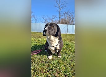 Daizy, eine freundliche kleine Lady