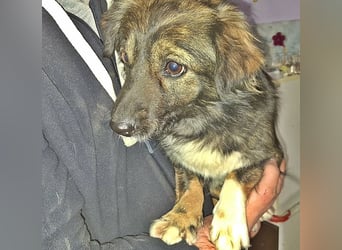 Josie, nett und freundlich