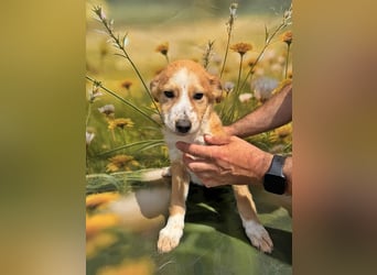 Lotta, lieb und verspielt
