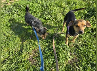 Charlotte: klein, aber oho!