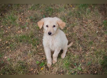 VINUR – Bezaubernder Retriever-Mix sucht sein Glück