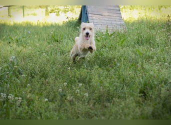 FJELL - Kleiner Struppel sucht sein Glück Zuhause zum 15.08.2026 gesucht!