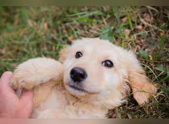 VINUR – Bezaubernder Retriever-Mix sucht sein Glück