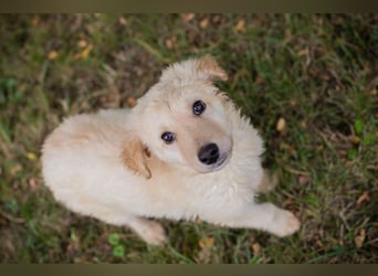 VINUR – Bezaubernder Retriever-Mix sucht sein Glück