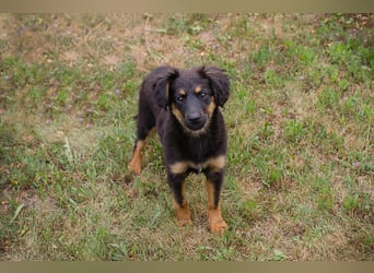 RONJA – Kleine Abenteurerin sucht ihre Herzensmenschen