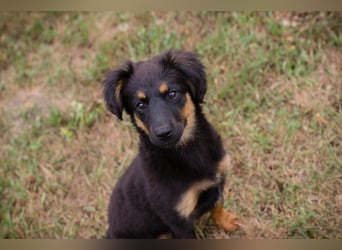 RONJA – Kleine Abenteurerin sucht ihre Herzensmenschen