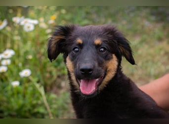 RONJA – Kleine Abenteurerin sucht ihre Herzensmenschen