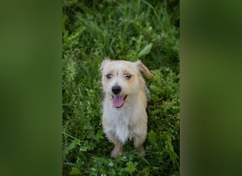 FJELL - Kleiner Struppel sucht sein Glück Zuhause zum 15.08.2026 gesucht!