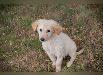 VINUR – Bezaubernder Retriever-Mix sucht sein Glück