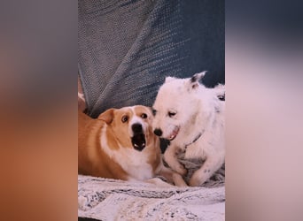 liebenswerte, sanfte PANINI