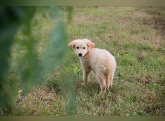 VINUR – Bezaubernder Retriever-Mix sucht sein Glück
