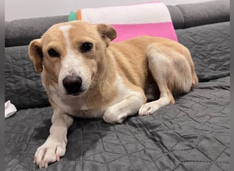 liebenswerte, sanfte PANINI