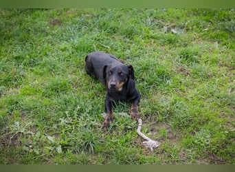 ROCCO – Cleverer Wirbelwind sucht aktive Menschen