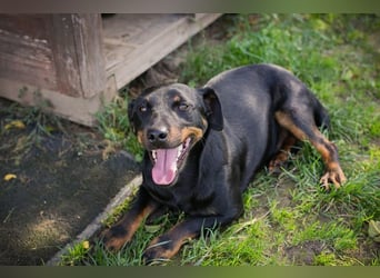 ROCCO – Cleverer Wirbelwind sucht aktive Menschen