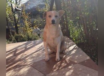 liebenswerte, sanfte PANINI