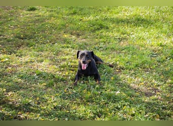 ROCCO – Cleverer Wirbelwind sucht aktive Menschen