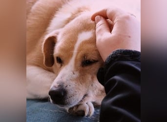 liebenswerte, sanfte PANINI