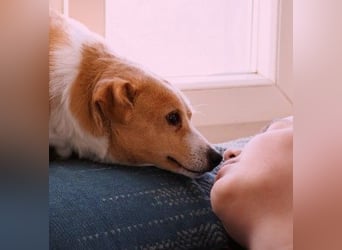 liebenswerte, sanfte PANINI