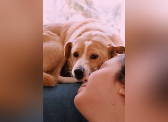 liebenswerte, sanfte PANINI