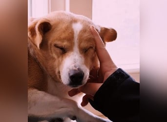 liebenswerte, sanfte PANINI