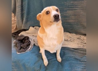 liebenswerte, sanfte PANINI