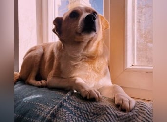 liebenswerte, sanfte PANINI