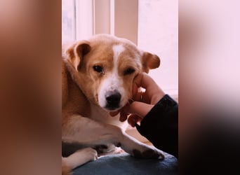 liebenswerte, sanfte PANINI