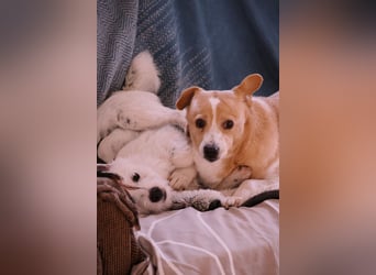 liebenswerte, sanfte PANINI