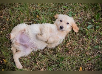 VINUR – Bezaubernder Retriever-Mix sucht sein Glück