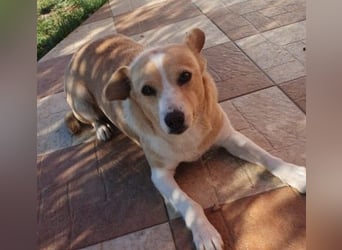 liebenswerte, sanfte PANINI