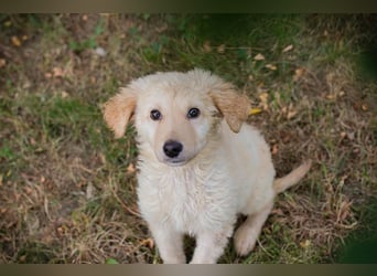 VINUR – Bezaubernder Retriever-Mix sucht sein Glück