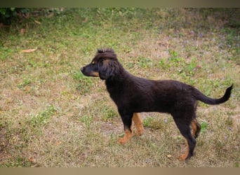 RONJA – Kleine Abenteurerin sucht ihre Herzensmenschen