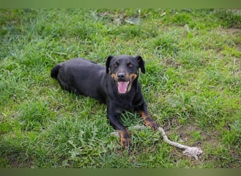 ROCCO – Cleverer Wirbelwind sucht aktive Menschen
