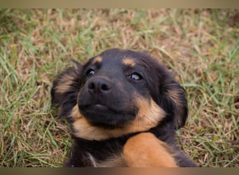 RONJA – Kleine Abenteurerin sucht ihre Herzensmenschen
