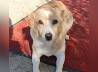 liebenswerte, sanfte PANINI