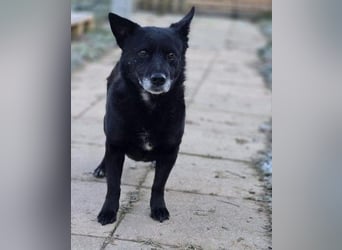 OTTILIE - schüchterne Hündin sucht verständnisvolles Zuhause