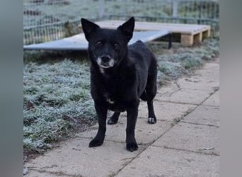 OTTILIE - schüchterne Hündin sucht verständnisvolles Zuhause