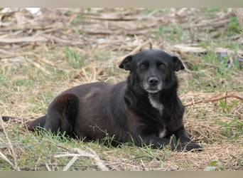 OTTILIE - schüchterne Hündin sucht verständnisvolles Zuhause