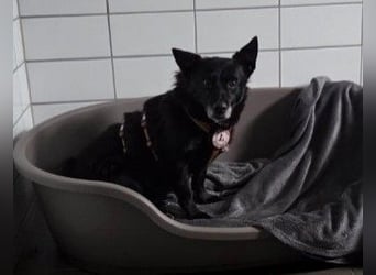 OTTILIE - schüchterne Hündin sucht verständnisvolles Zuhause